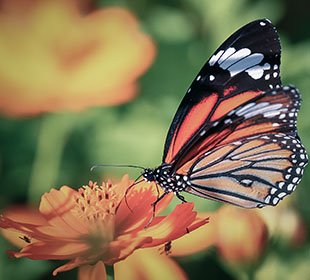 不花钱能用的DDOS攻击