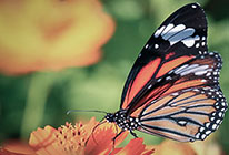 ddos攻击ip软件下载