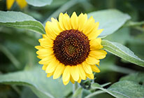 服务器攻击软件