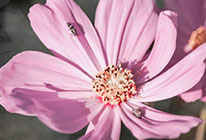 ddos攻击ip软件下载